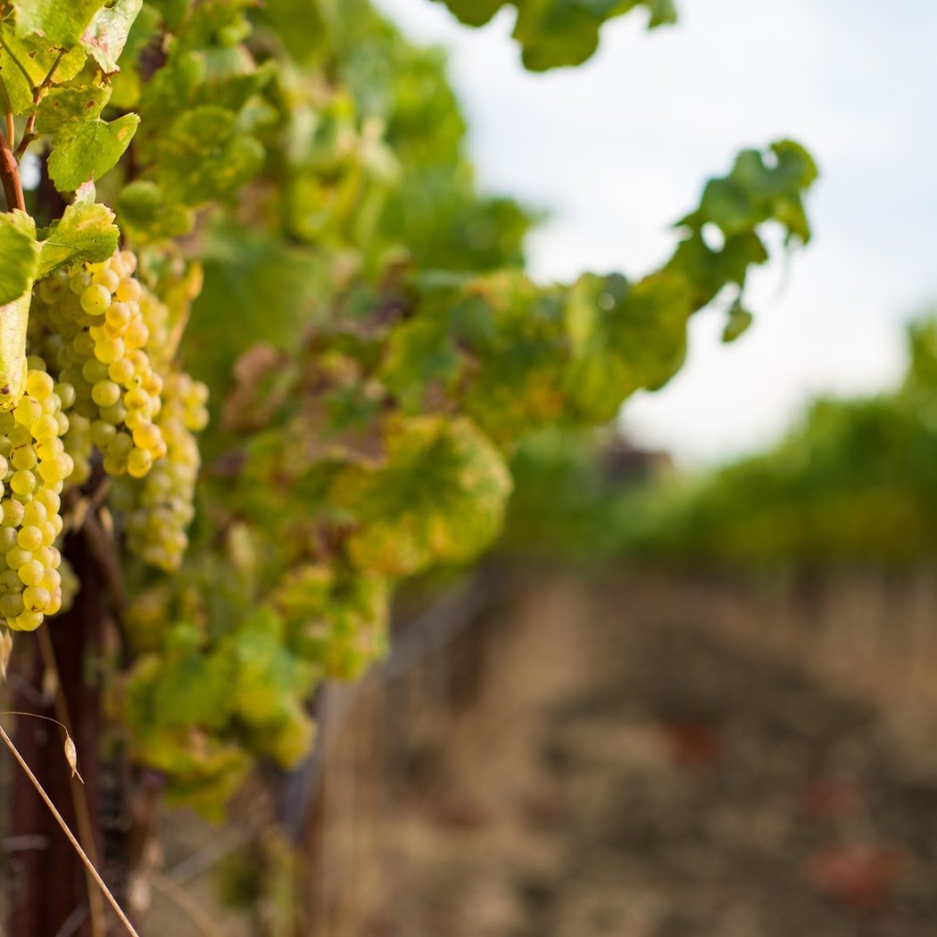 Hyde Vineyards 1
