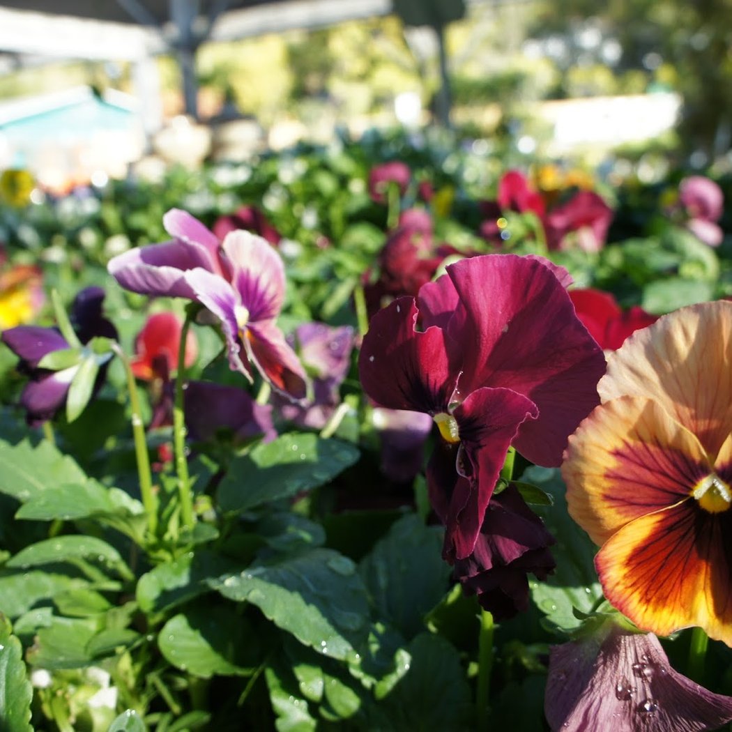 Sloat Garden Center 1