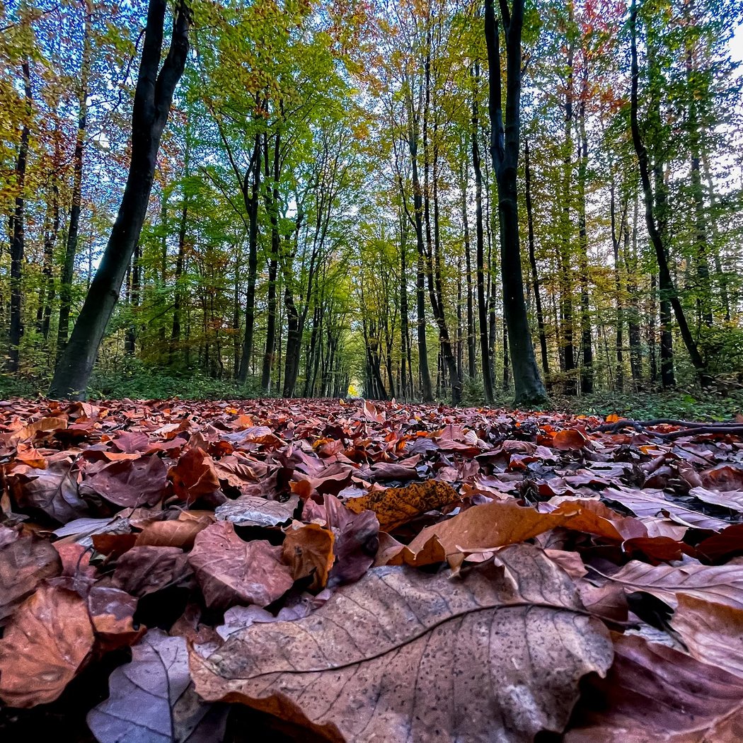 Forêt domaniale de Fausses-Reposes 4