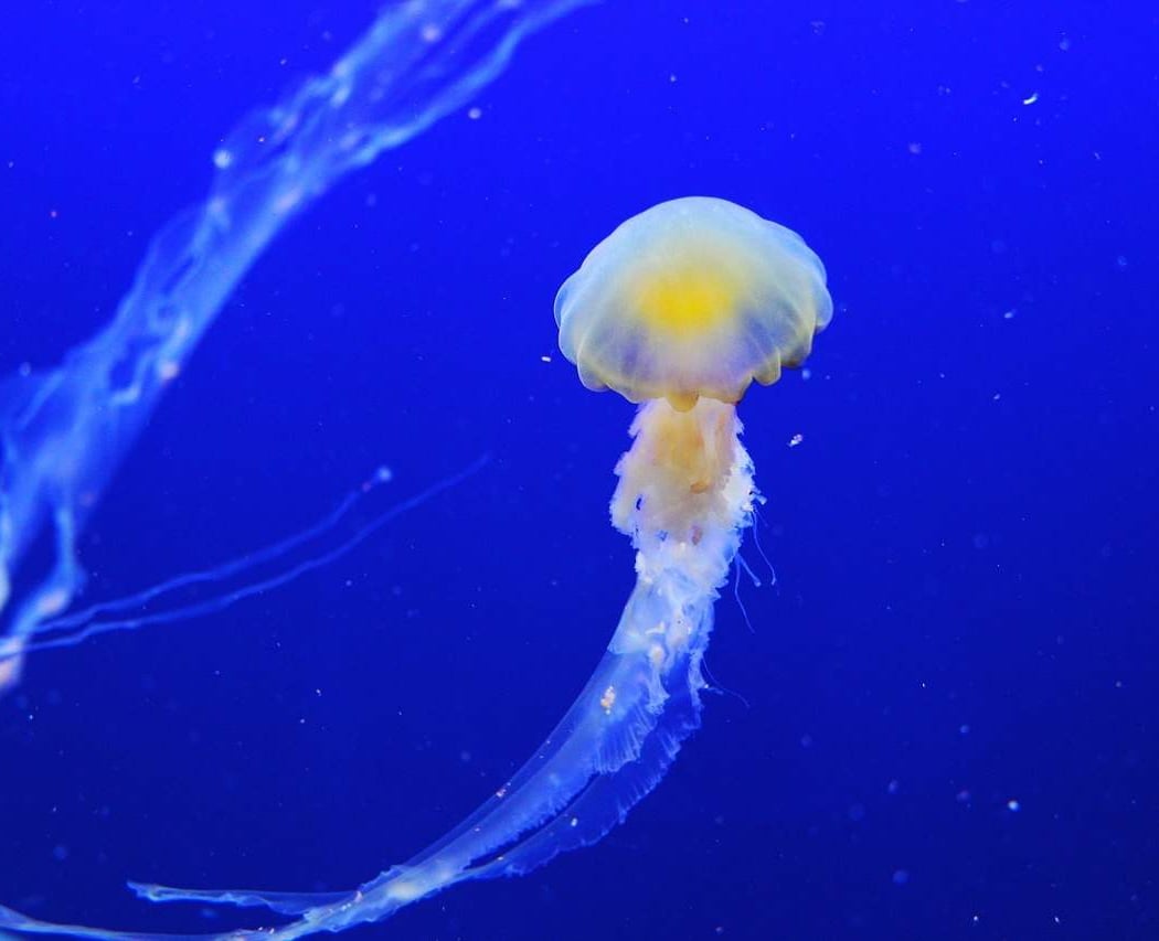Aquarium de Paris 4