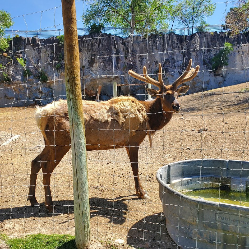 Zoo Idaho 3