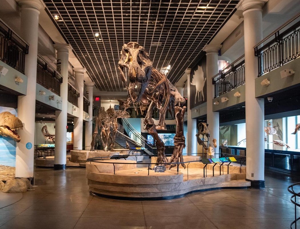 Dinosaur Days 3