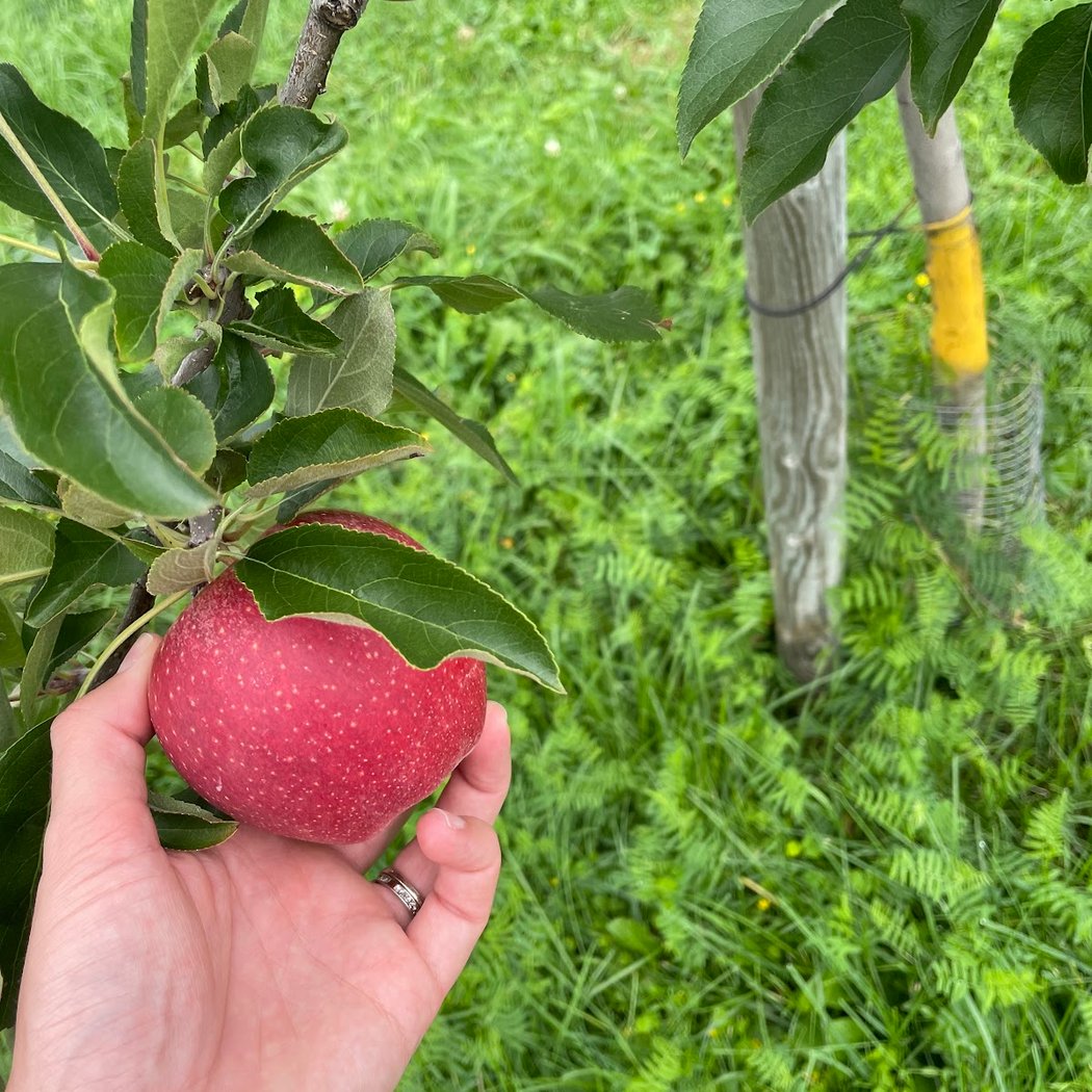 Doe Orchards 3
