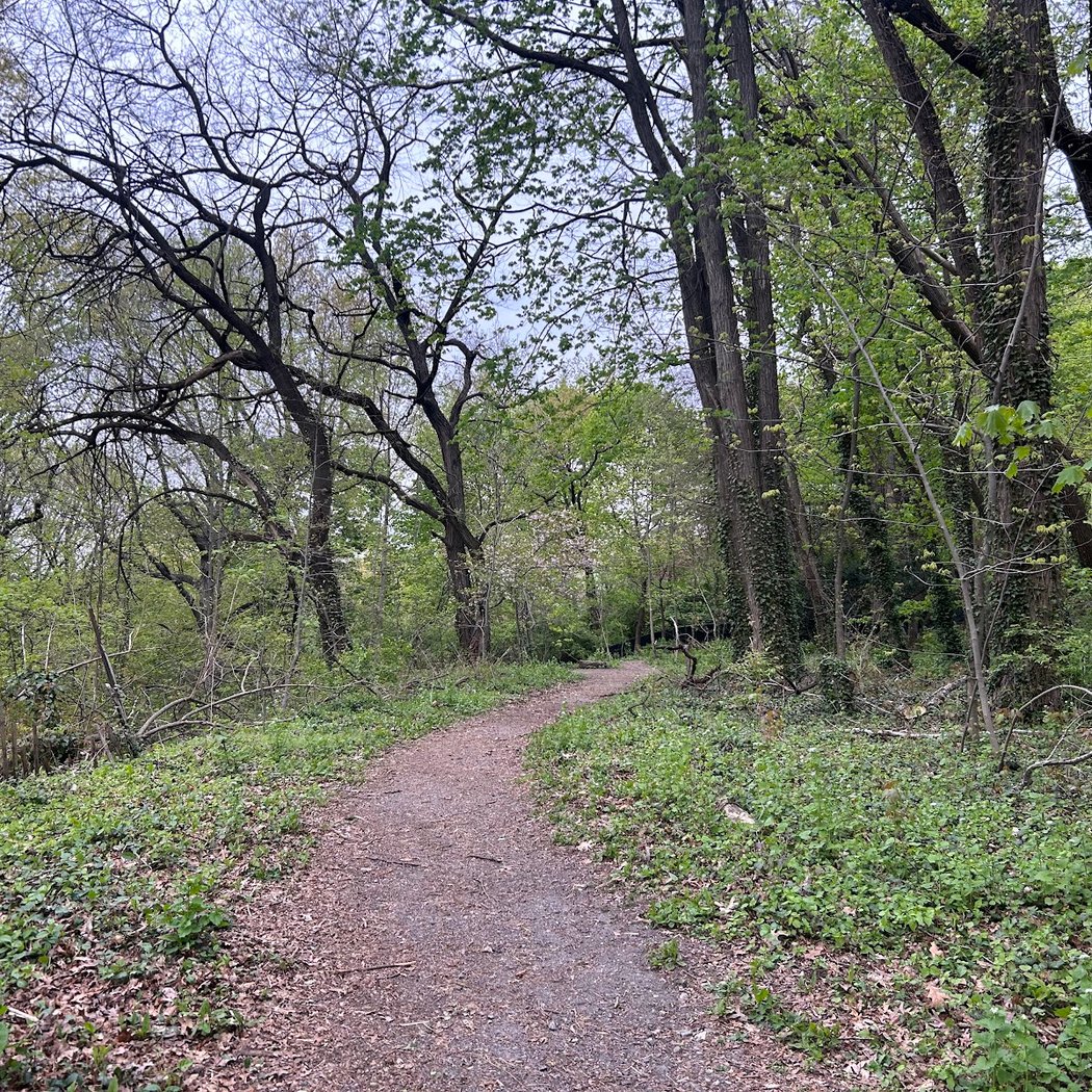 Raoul Wallenberg Forest 1