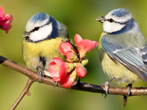 Breakfast with the Birds 2