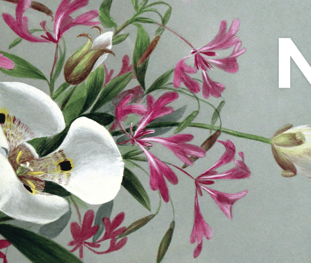 Sophie Alstrom Mitchell: Wildflowers of the Napa Valley 1