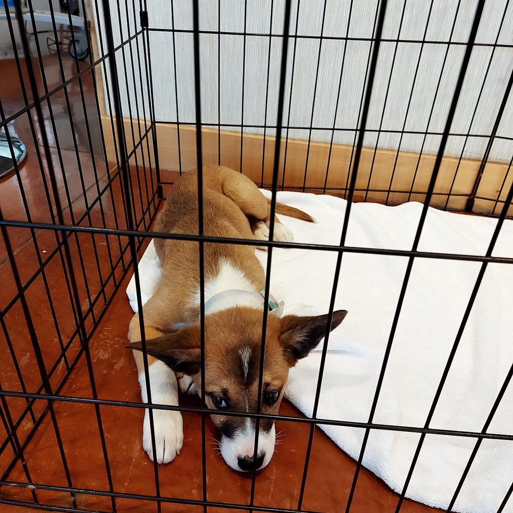 Yappy Hour – Foster Puppies Training Session