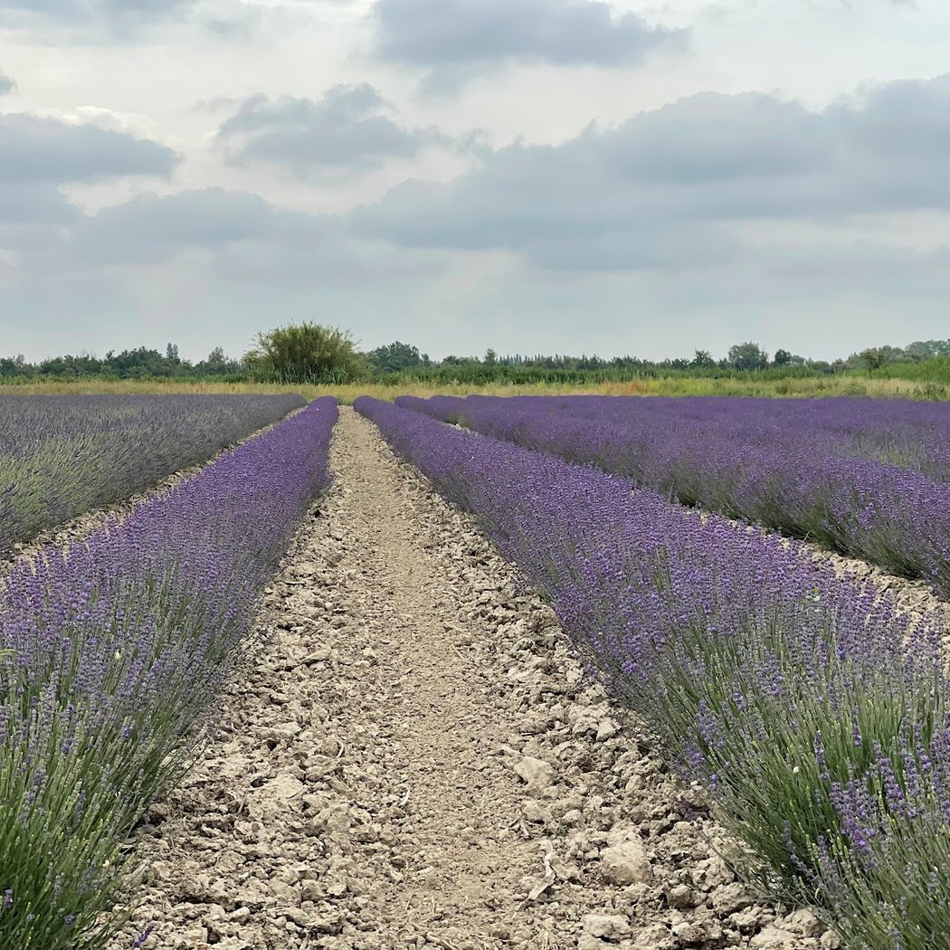 un MAS en PROVENCE Distillerie d'huiles essentielles BIO & Cosmétique en Occitanie 2