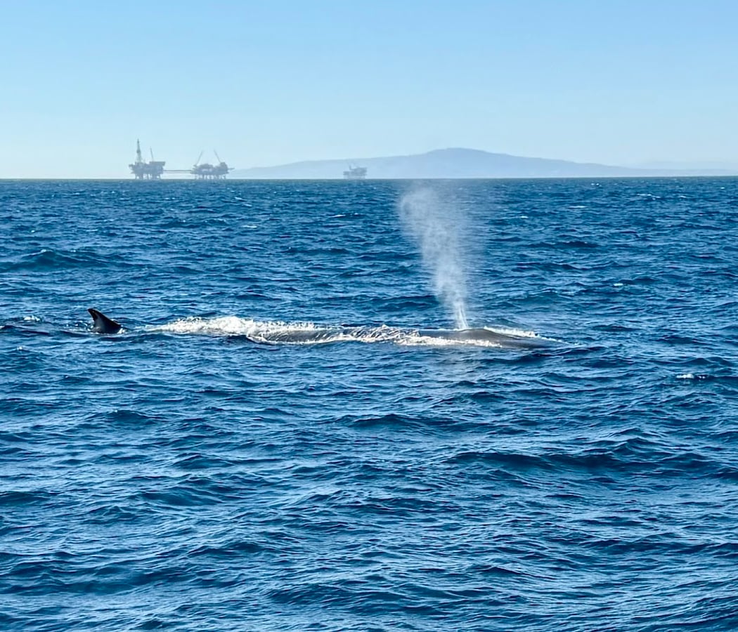 Guided Whale Watching Tour 1