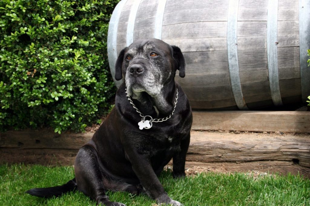 B.R. Cohn Winery 3