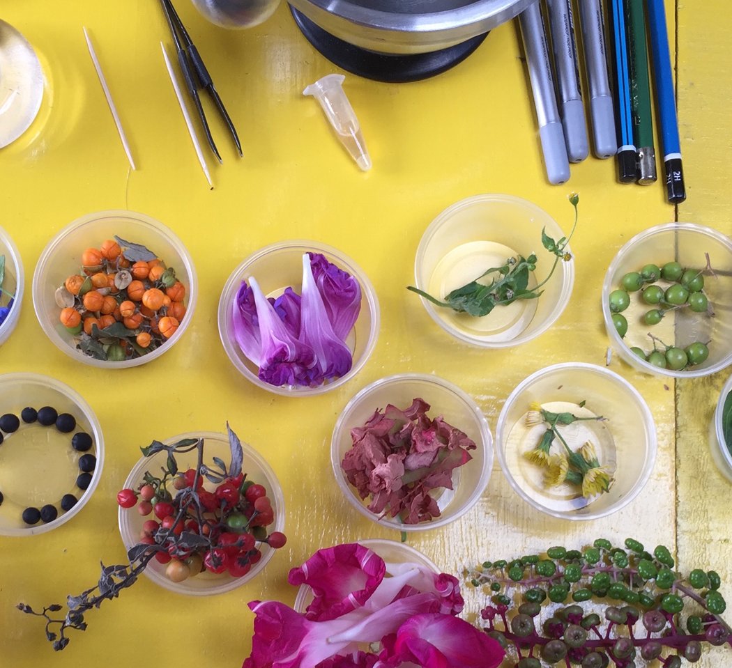 Foraging and Paint-Making Workshop 3