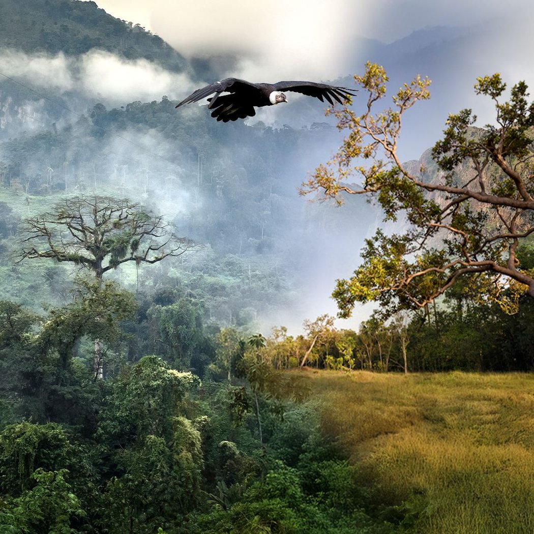 Ecocosmos