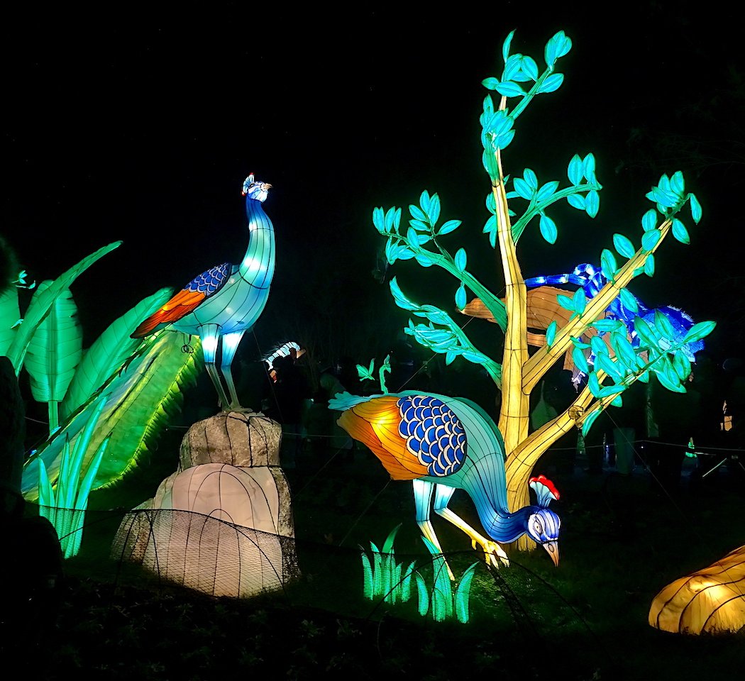 Jungle en voie d’illumination 3