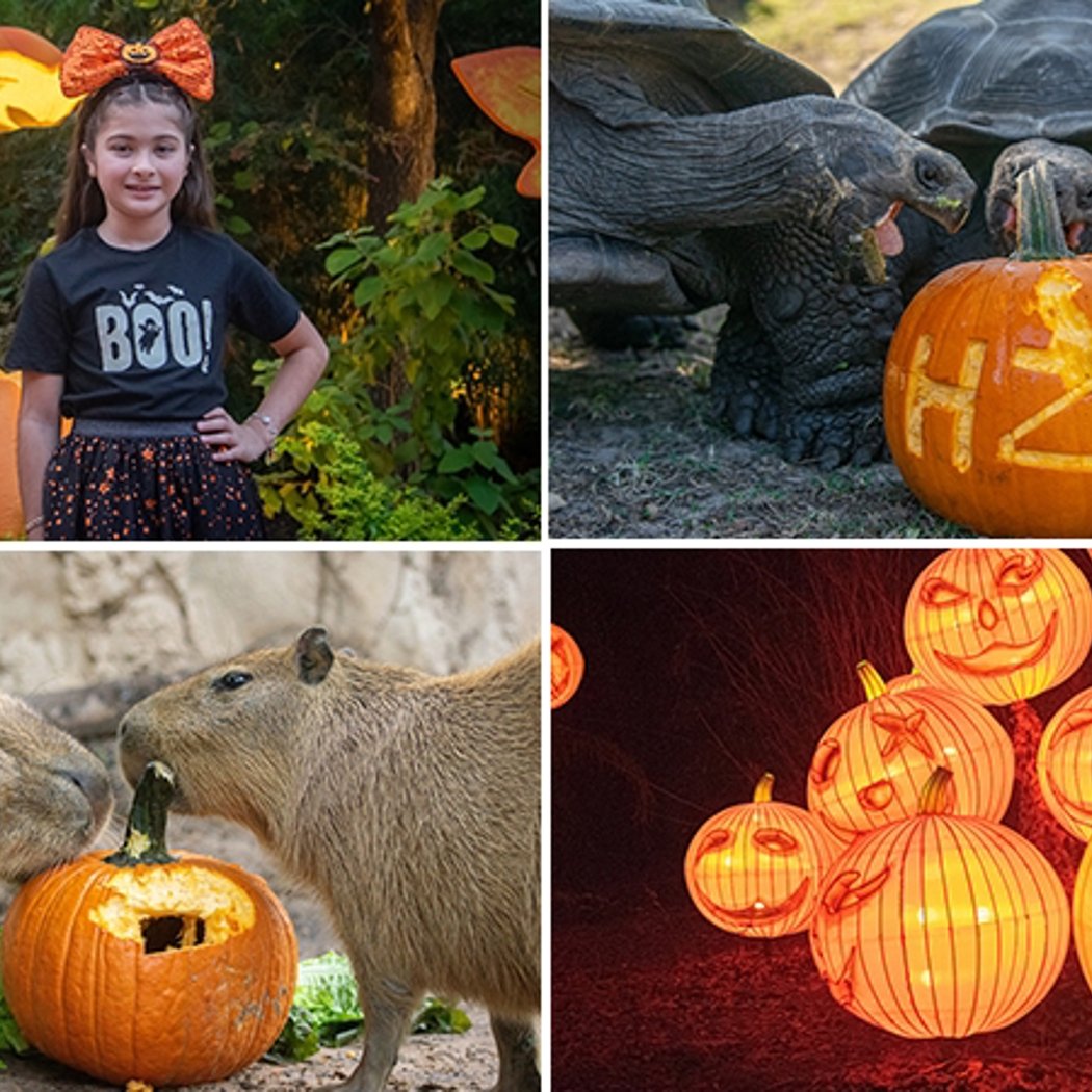 Zoo Boo 1
