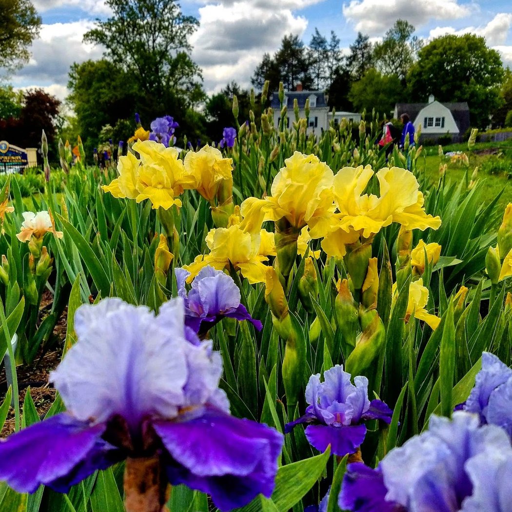 Presby Iris Gardens 1