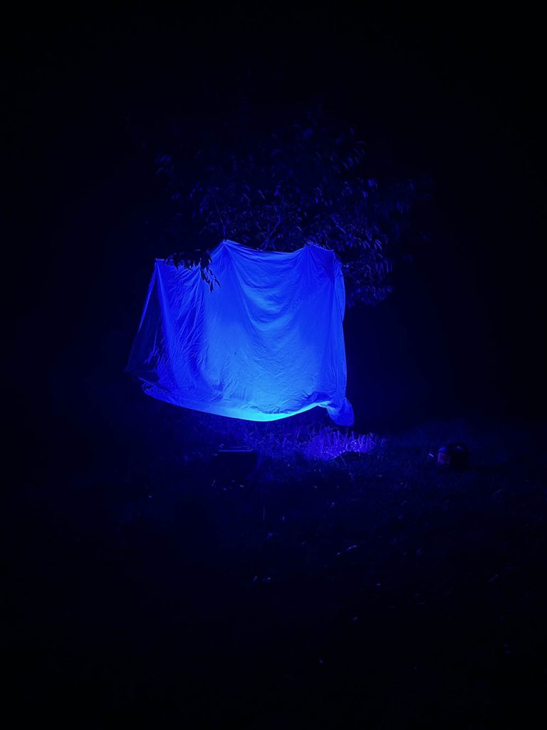 Moth Nite! 2