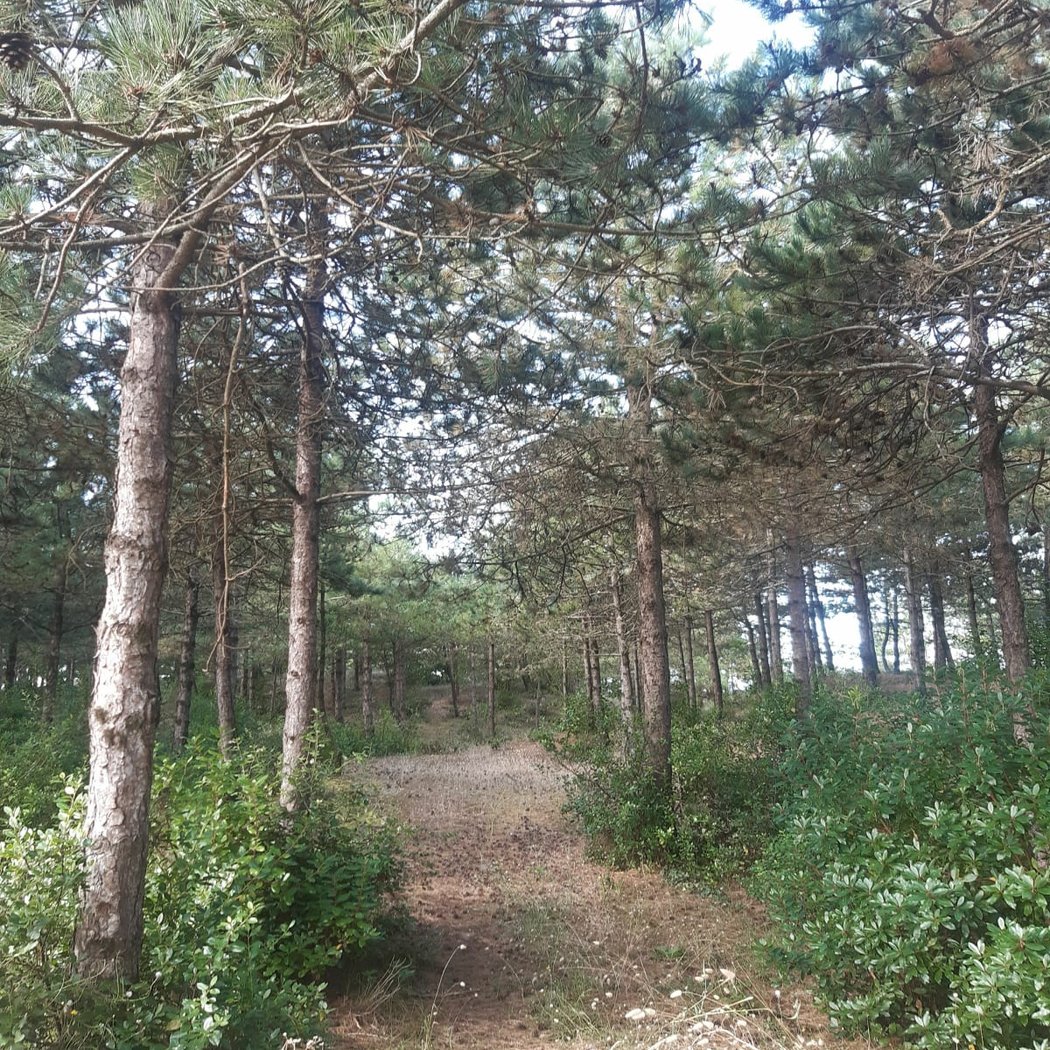GR®8 De Saint-Brevin-les-Pins (Loire-Atlantique) au fleuve de la Sèvre Niortaise (Vendée) 2