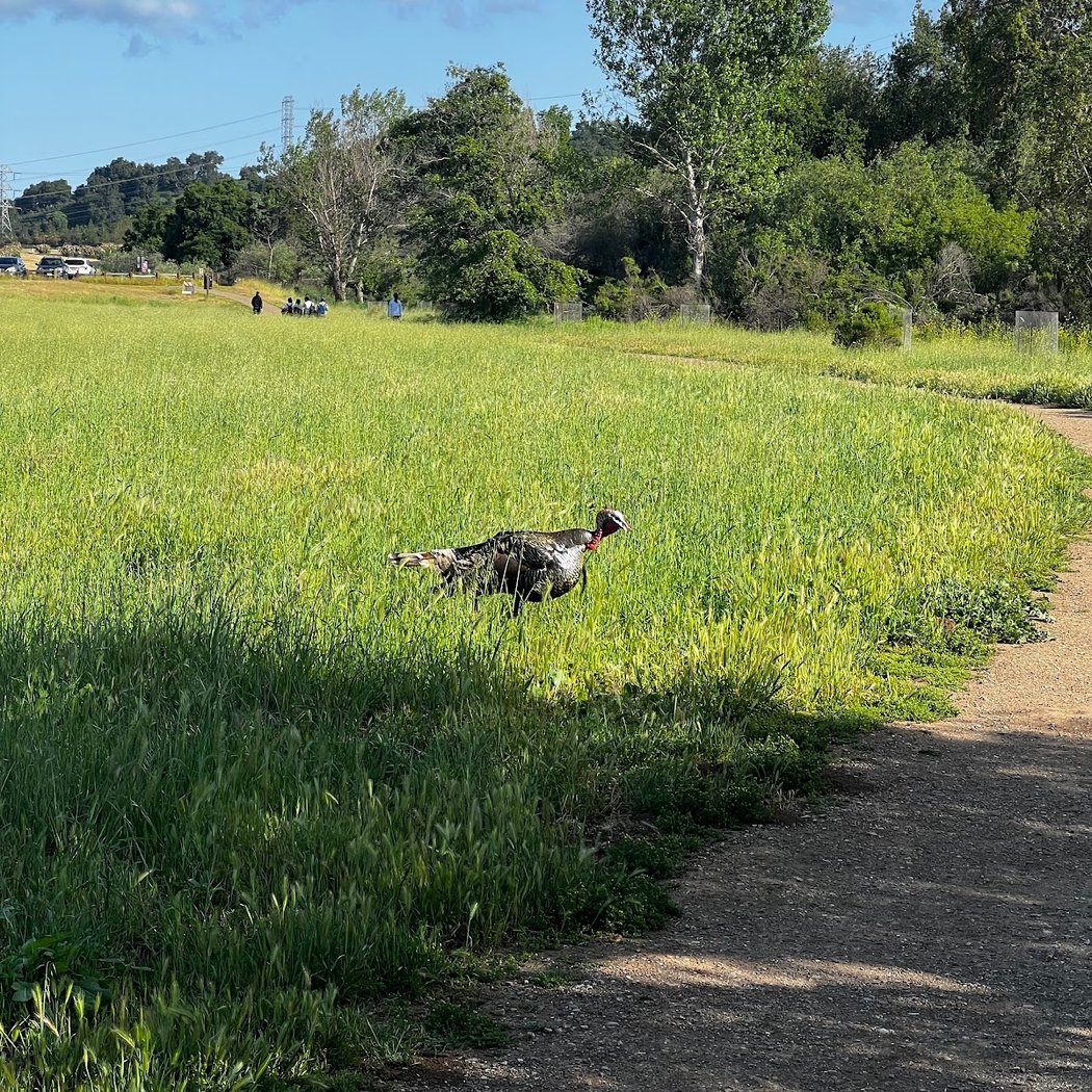 Rancho San Antonio Open Space Preserve 3