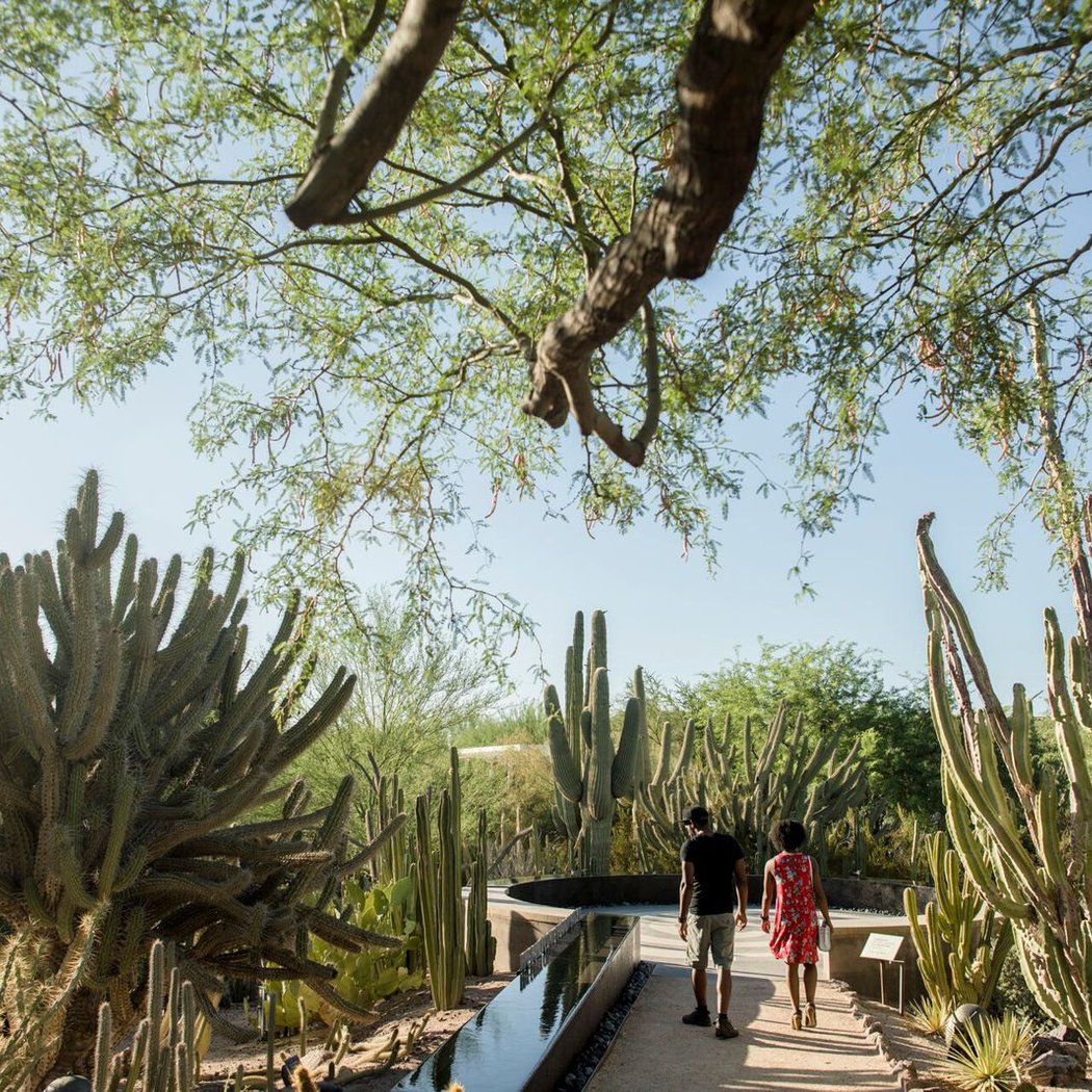 Desert Botanical Garden 2