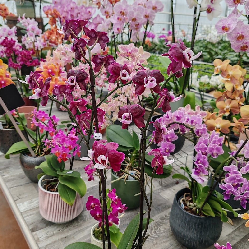 Orchidées Vacherot et Lecoufle 2
