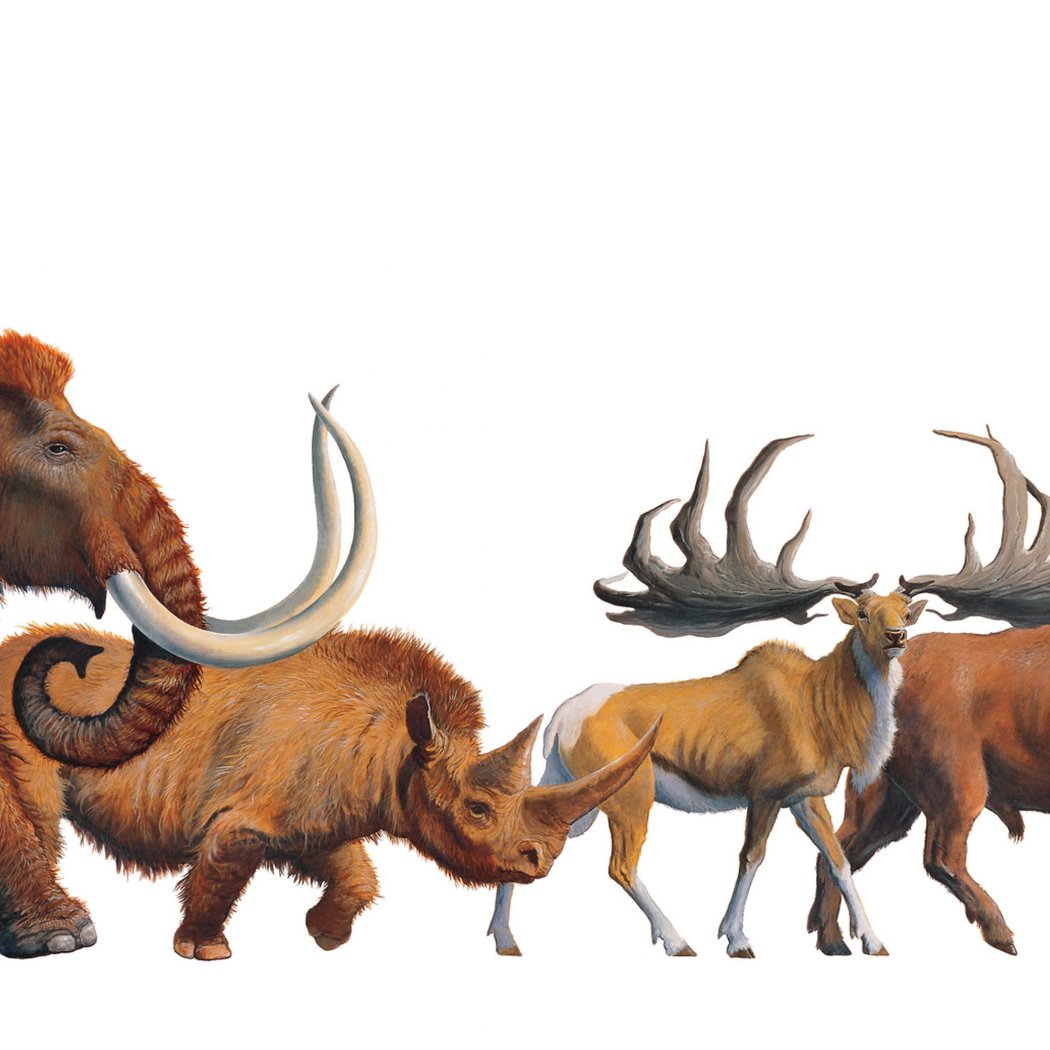 Visite flash "Les animaux préhistoriques" 1