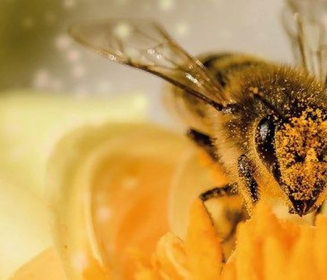 The Honey Bee Re / Beekeeper - Producer 1