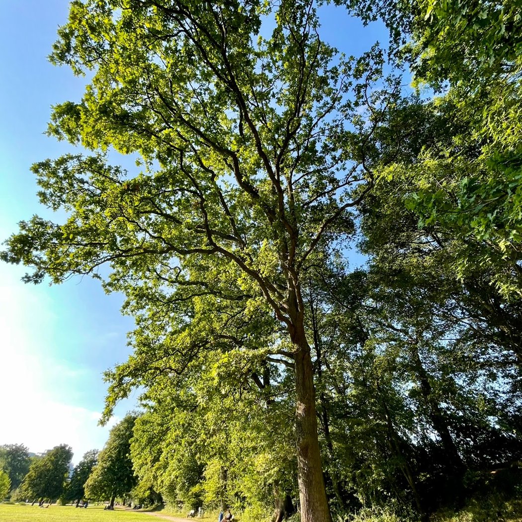 Tronchet Park 3