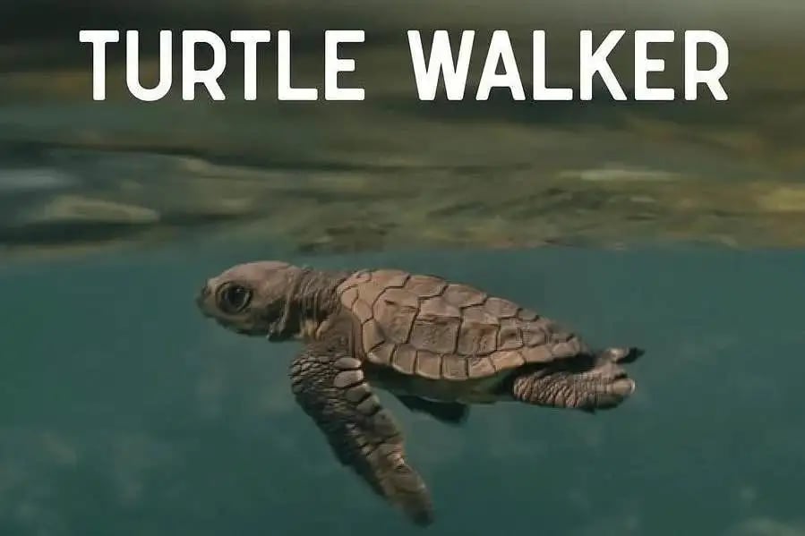 Turtle Walker: Notes from the Coastline 1