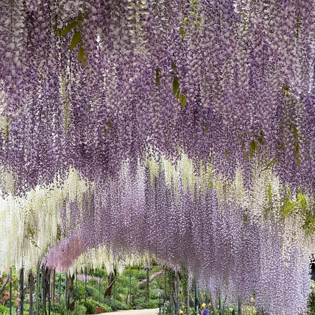 Parc Floral d'Apremont-sur-Allier 1