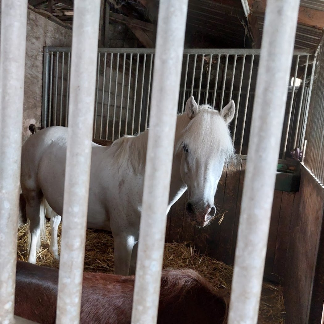 ECOLE D EQUITATION DE LAMORLAYE 1
