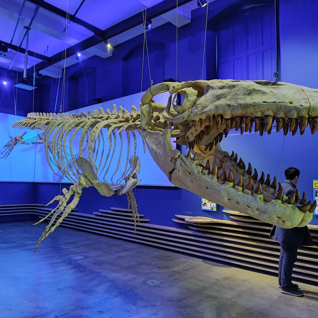 Natural History Museum of Maastricht 1