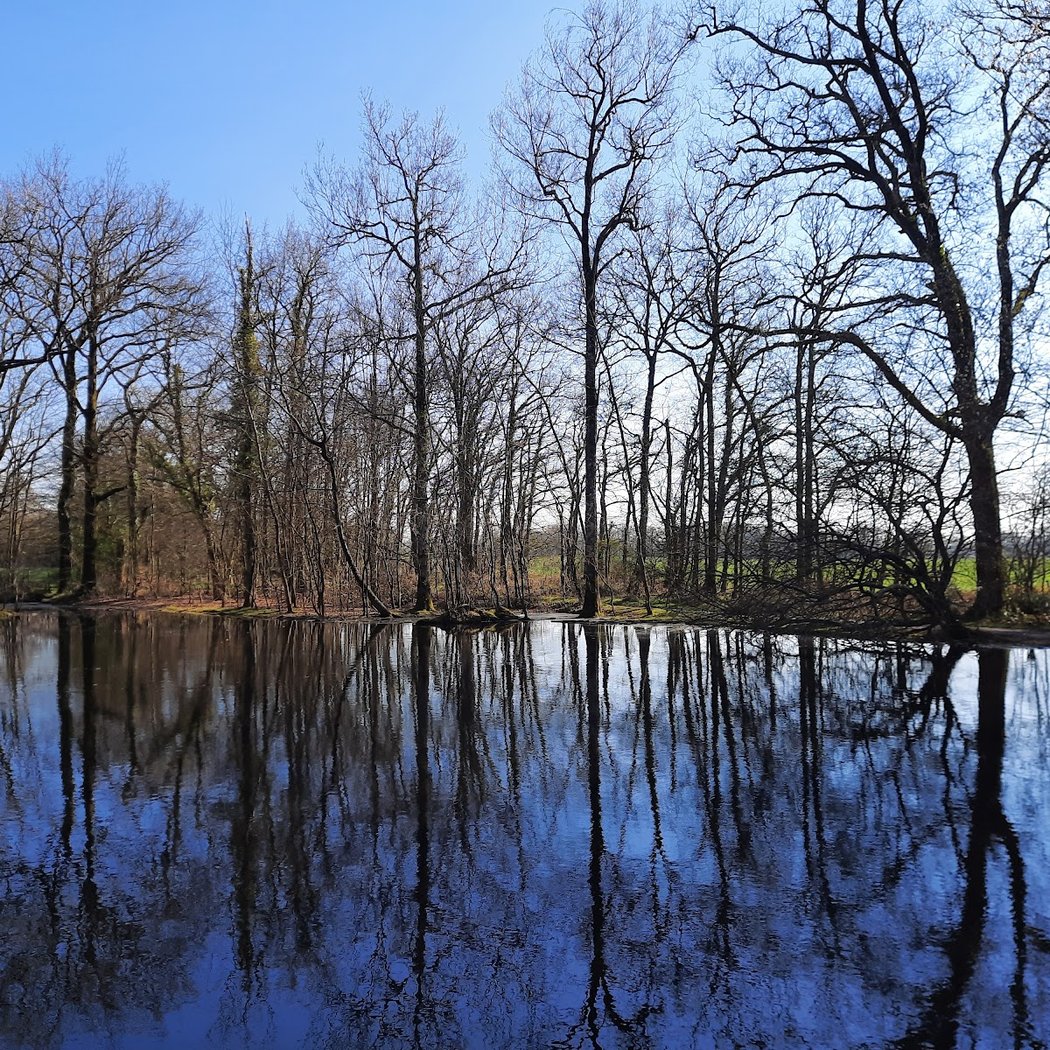 Immersion au coeur de la forêt 1