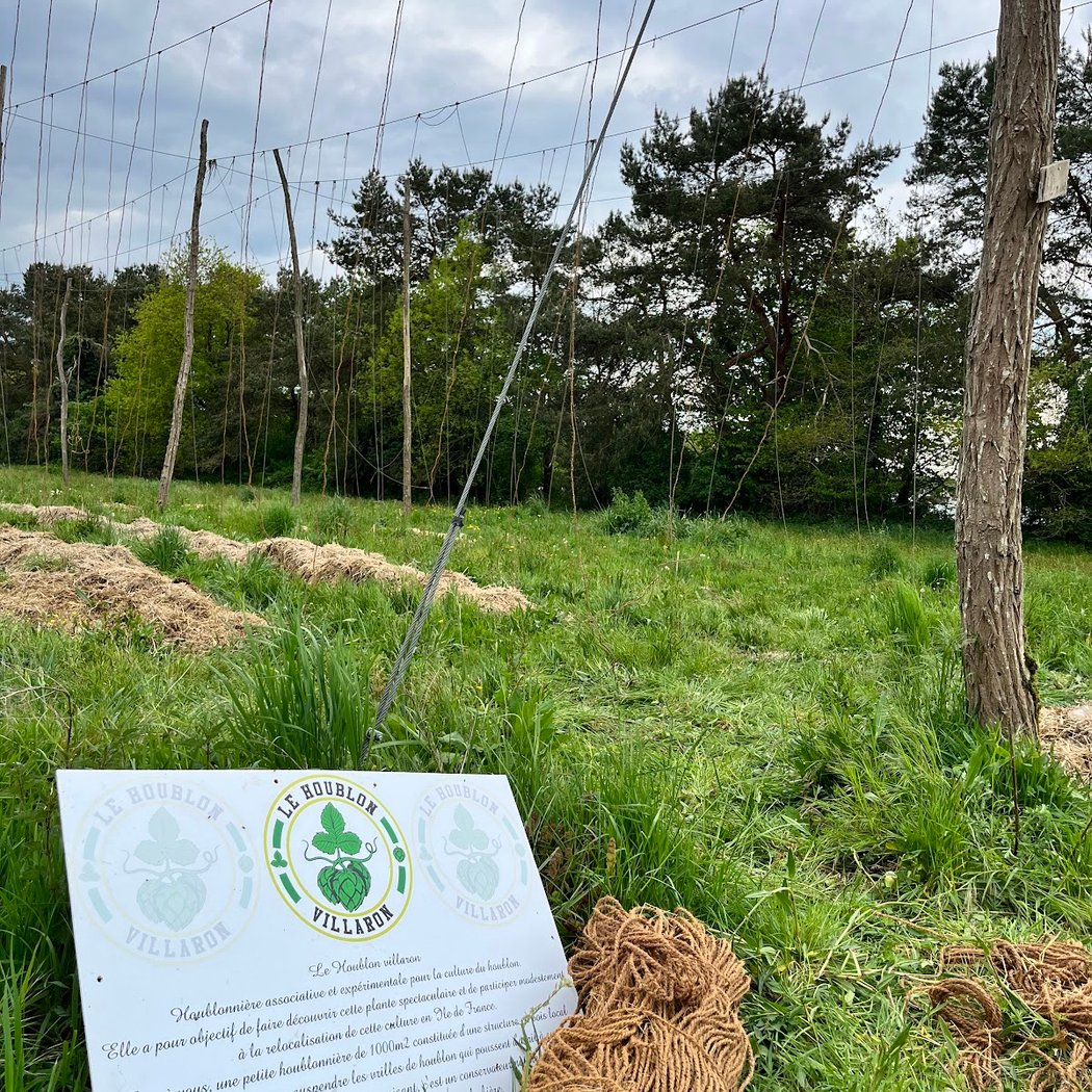 Houblonnière, le Houblon Villaron 1