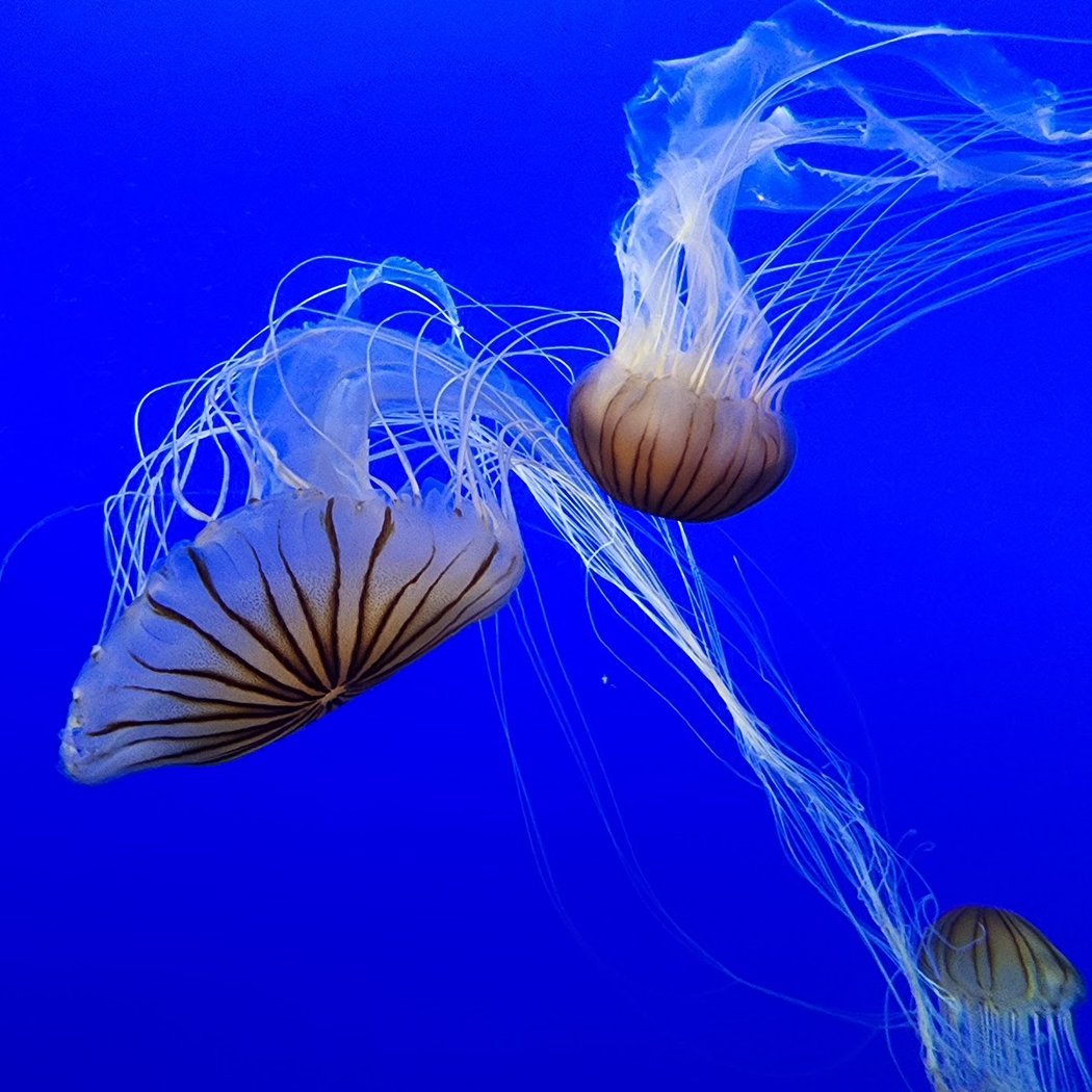 Free Activity at New York Aquarium 5
