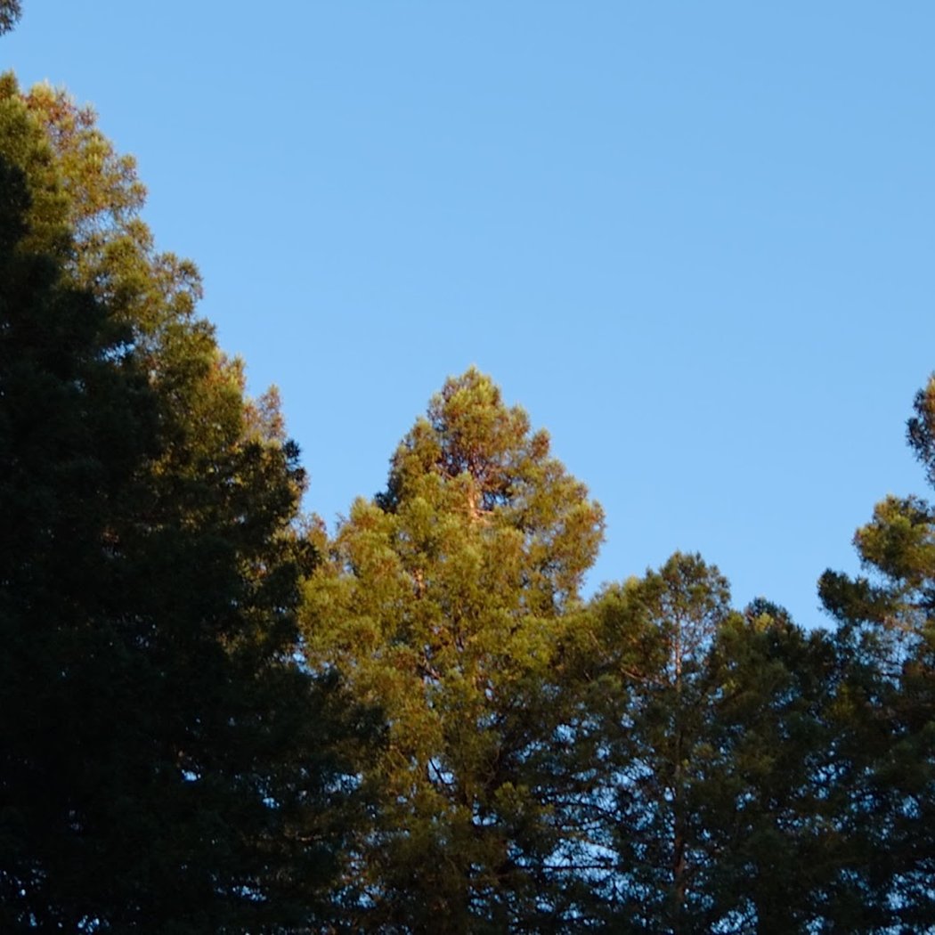 Redwood Grove 2