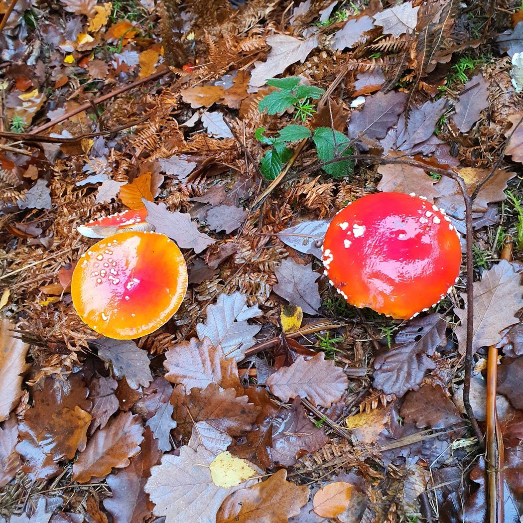 Forêt Domaniale de la Reine 3