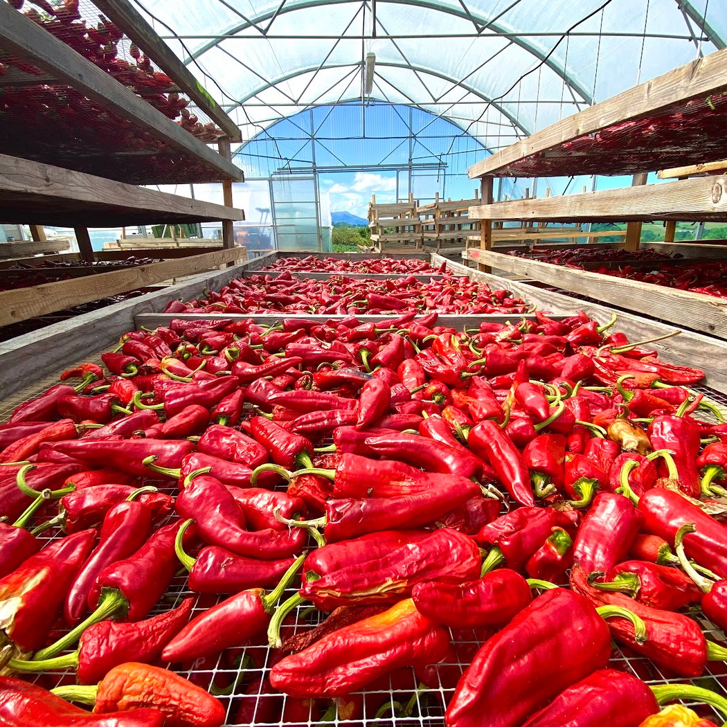 Atelier du Piment à Ezpeleta 1