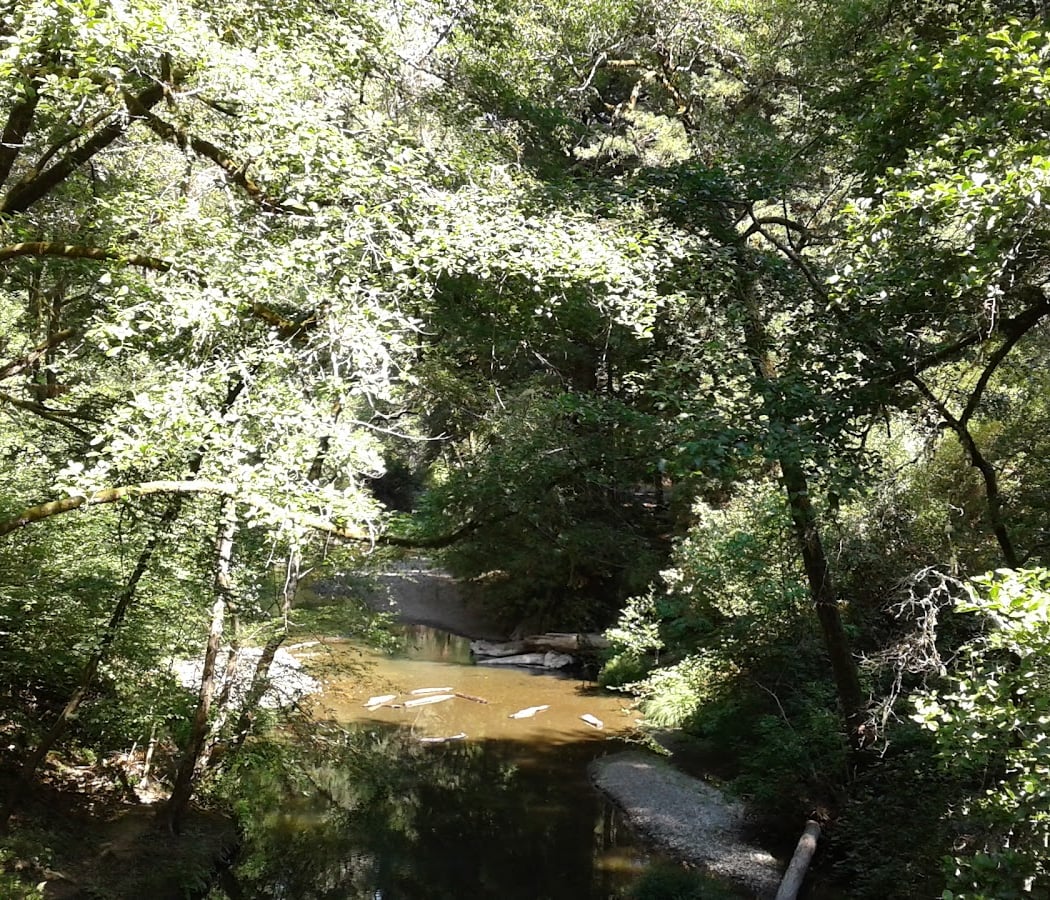 Lagunitas Creek 3