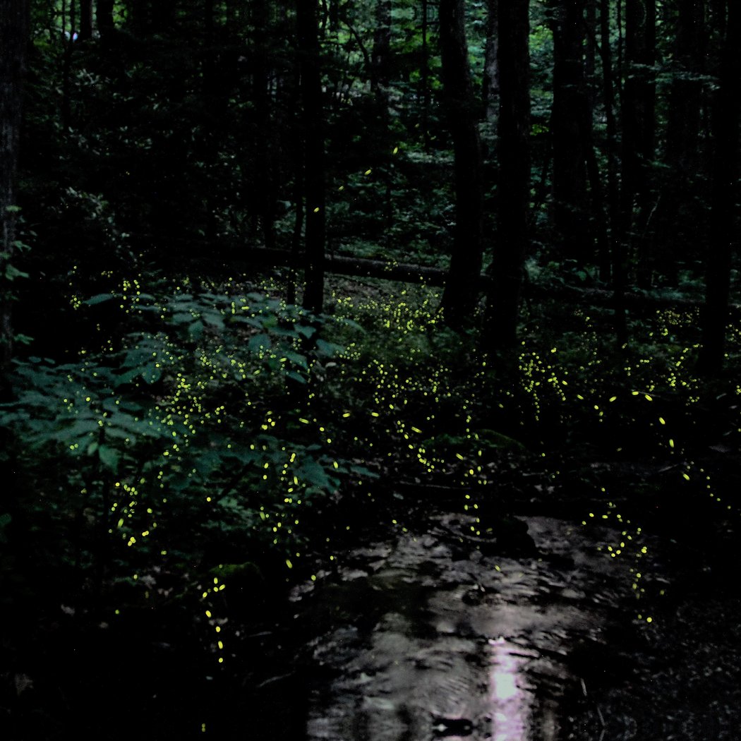 I Spy Fireflies! 2