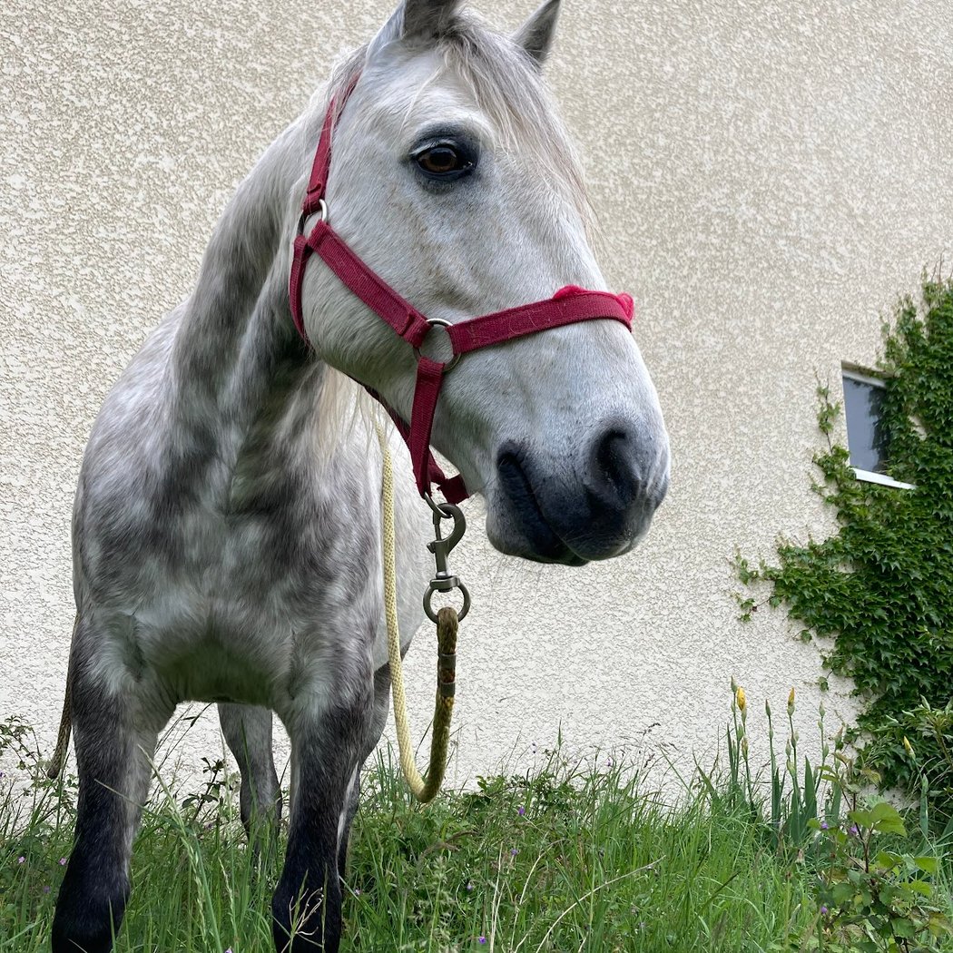 Equestrian Center Du Pilat / Ecurie Chardon 3