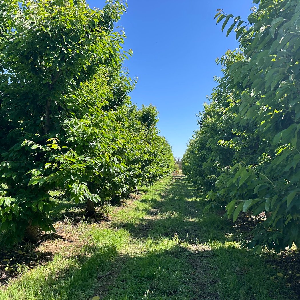 Dwelley Organic U-pick Cherries 3