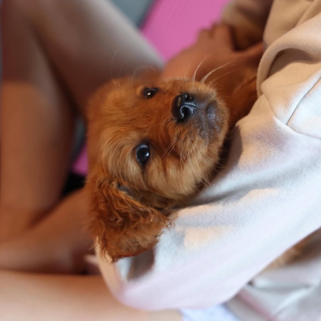 Golden Retriever Puppy Yoga 1
