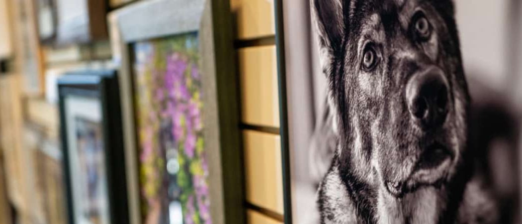 Pet Photography Competition & Exhibit 1