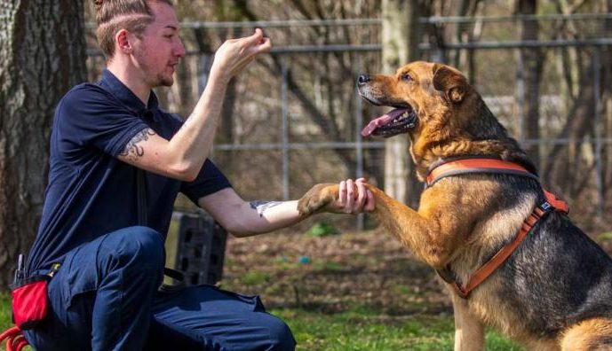 Santa Clara Dog Training Club 1