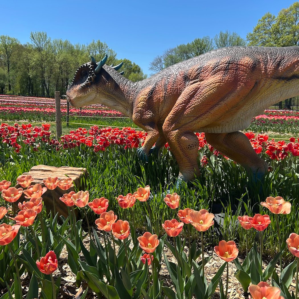 Tulip Season 3