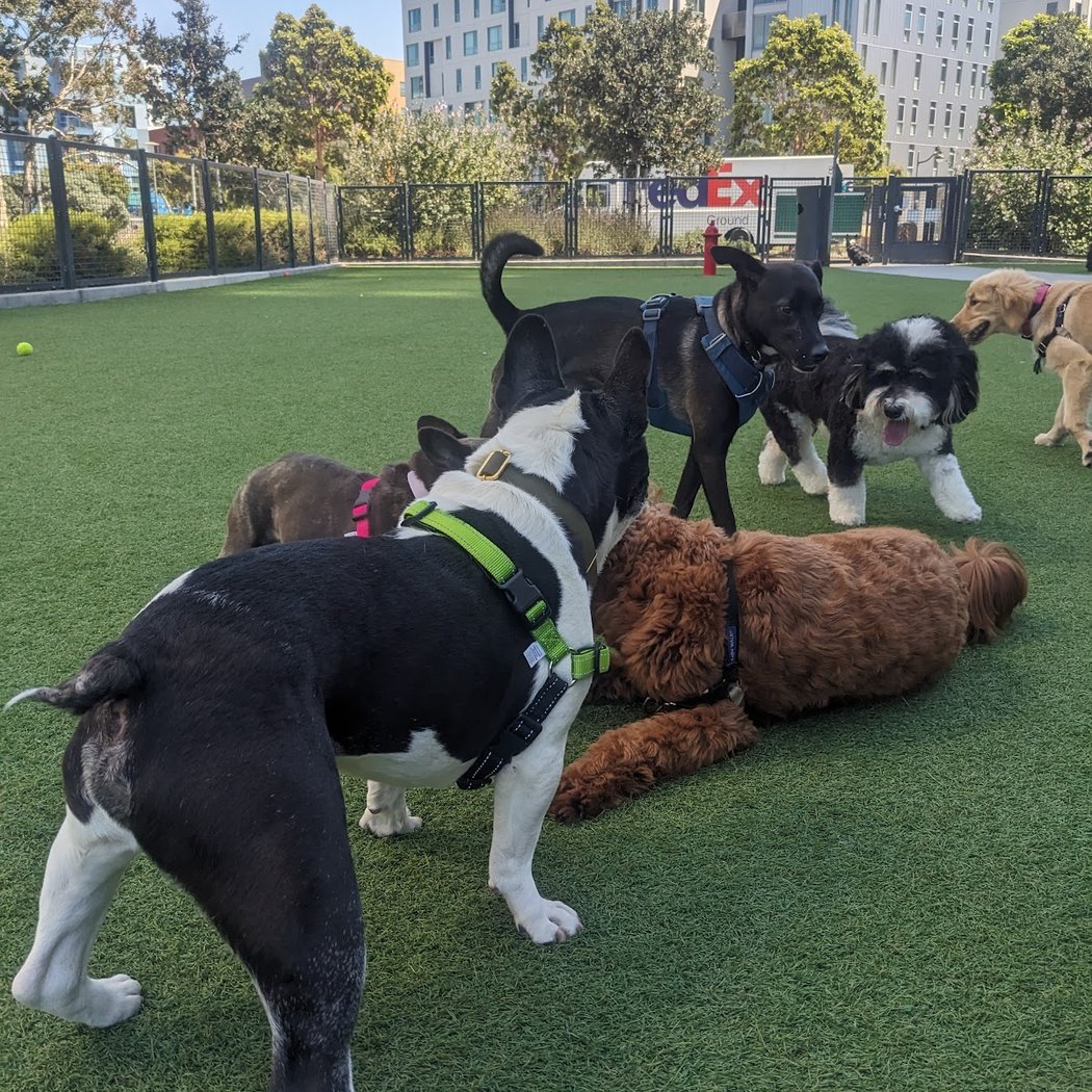Channel Street Dog Park 2