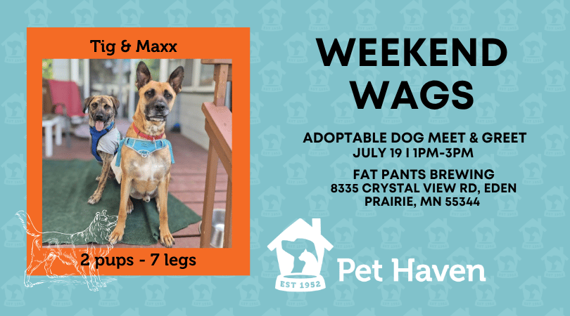 Weekend Wags Adoptable Dog Meet & Greet 1