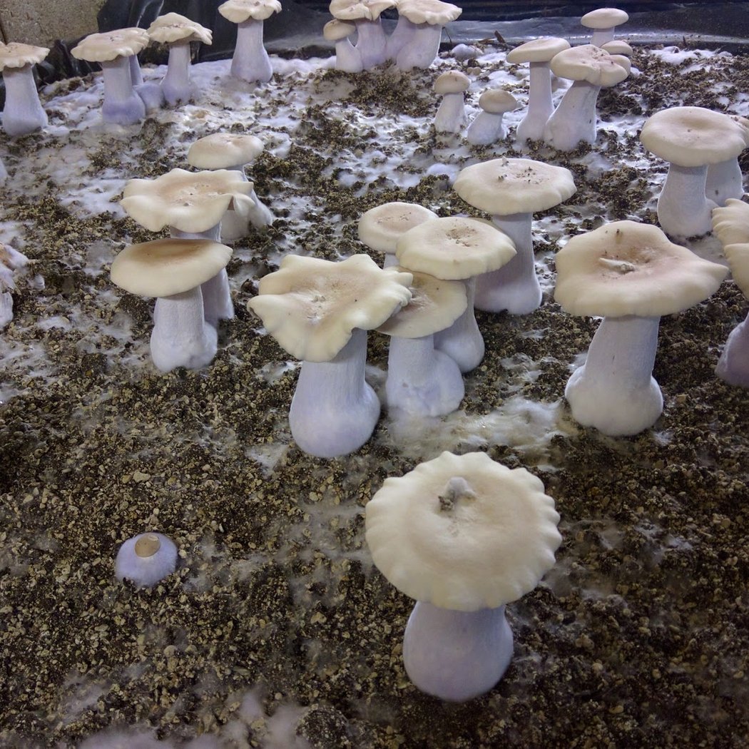 S.A.S LES CHAMPIGNONS DE CUSSANGY 2