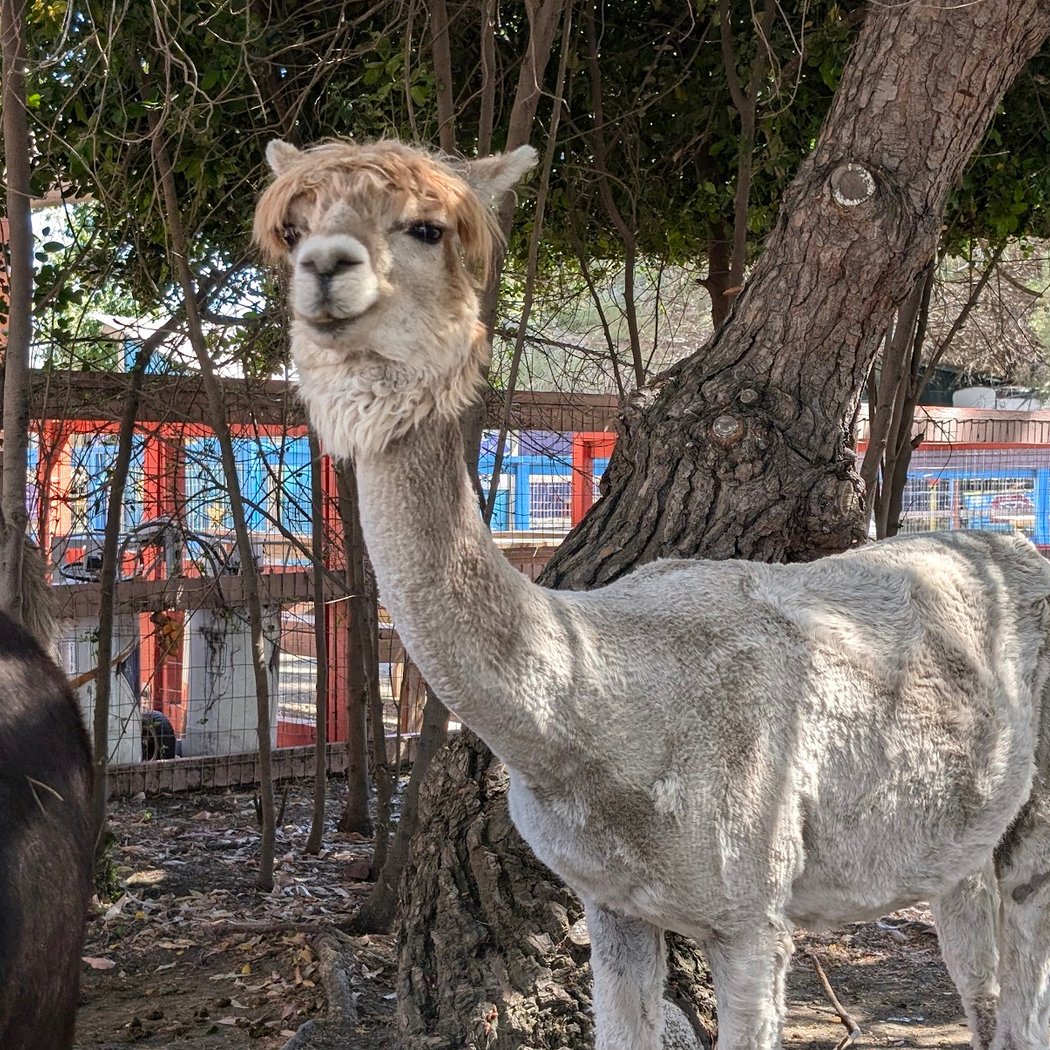 Animal Assisted Happiness 1