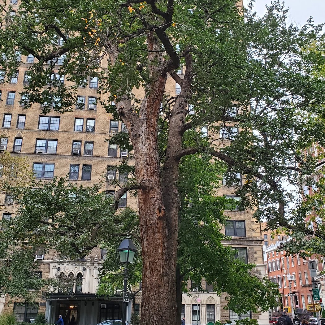 Hangman's Elm 2